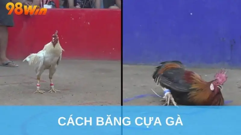 cách băng cựa gà